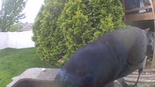 common grackle