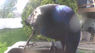 common grackle