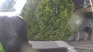 Unidentified clip