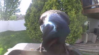 common grackle