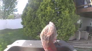 house finch