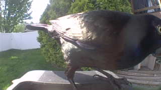 common grackle