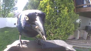 common grackle