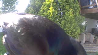 bald eagle