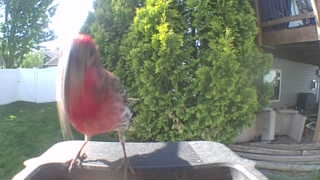 house finch
