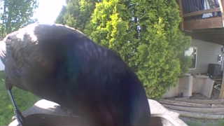 common grackle