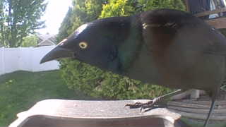 common grackle