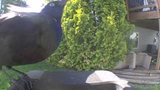 common grackle