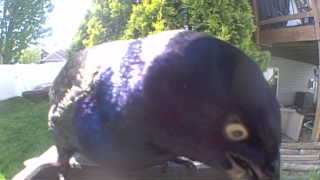 common grackle