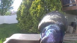 common grackle