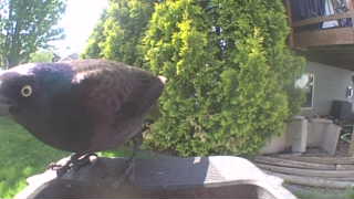 common grackle