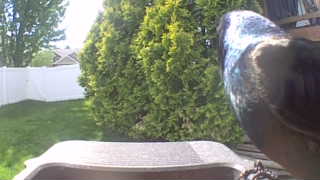 common grackle