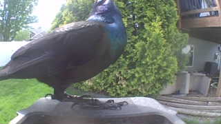 common grackle