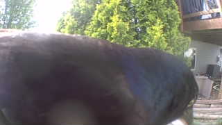 common grackle