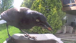 common grackle