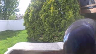 european starling