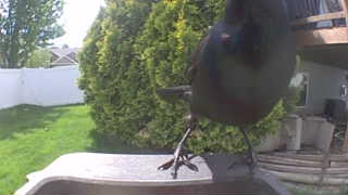 common grackle