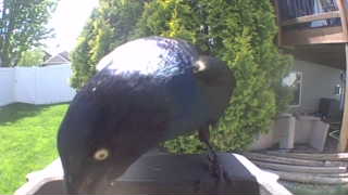 common grackle