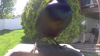 european starling