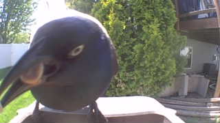 common grackle