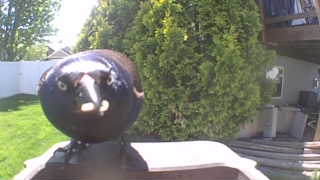 Unidentified clip
