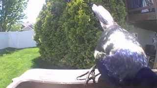 european starling