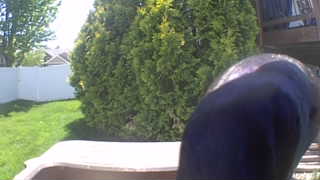 muscovy duck