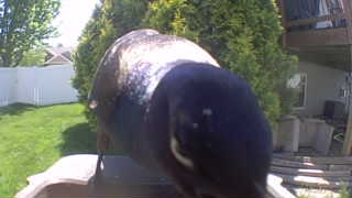 bufflehead