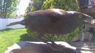 common grackle