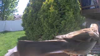 house sparrow