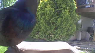 rock pigeon