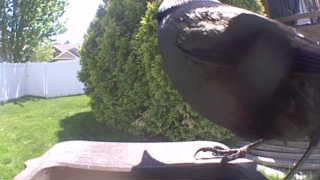 american crow