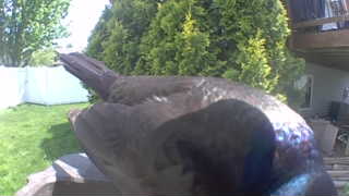 mallard