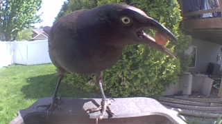 common grackle