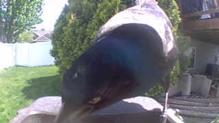 common grackle