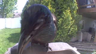 european starling