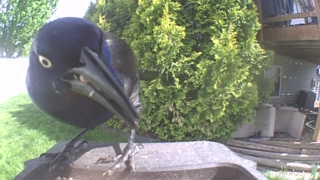 common grackle