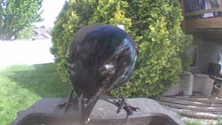 common grackle