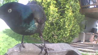 common grackle
