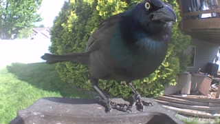 common grackle