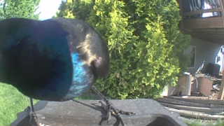 common grackle