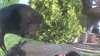 common raven