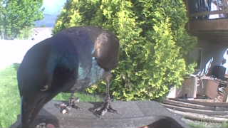 common grackle