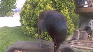 common grackle