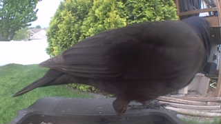 brewer's blackbird
