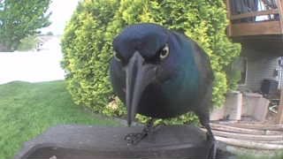 common grackle