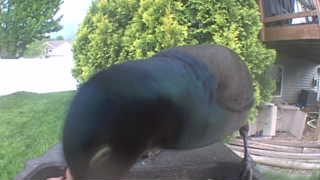 mallard