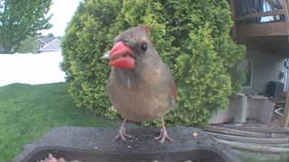 northern cardinal