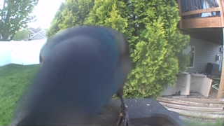 common grackle