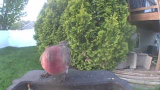 house finch